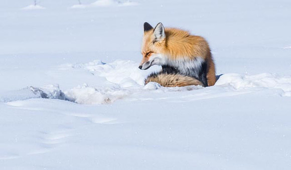 Red Fox Jackson Hole