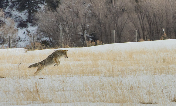 Coyote Jackson,Wyoming