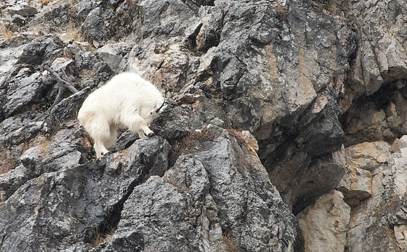 Mountain Goat                               Alpine,Wyoming