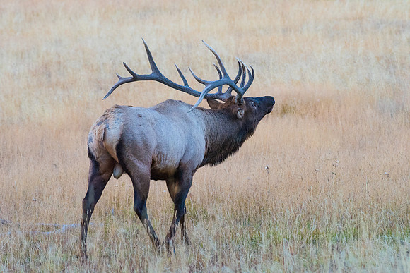 Bugling Elk