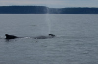 Humpback off Eastport,Maine