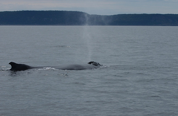 Humpback off Eastport,Maine