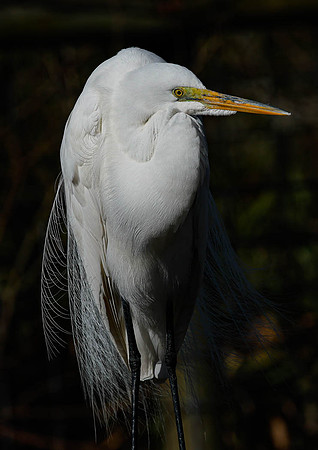 Great Egret