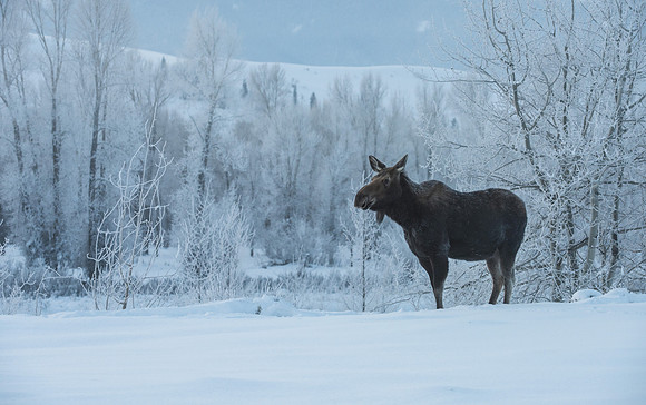 Moose Frosty  9 below 0