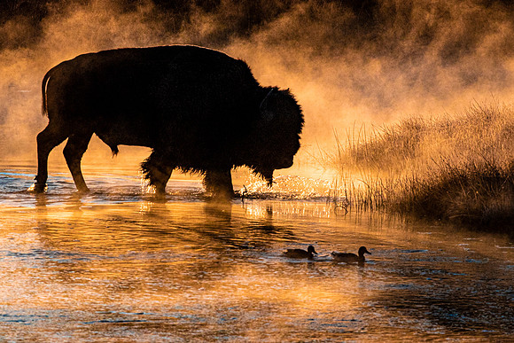 Bison Madison River