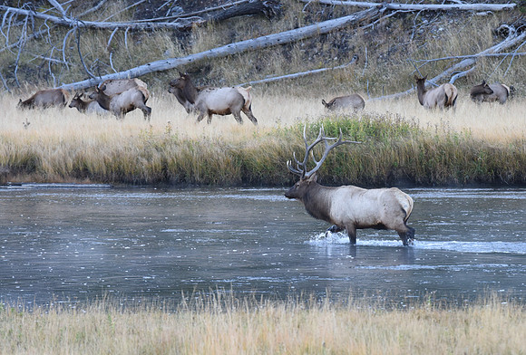 Elk Madison River Yellowstone,N.P.