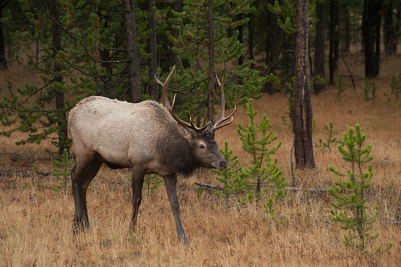 Elk  Yellowstone N.P.