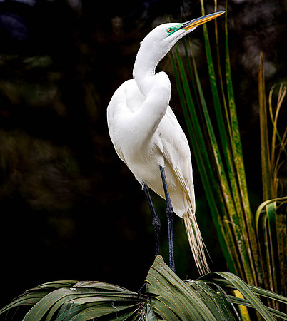 Great Egret