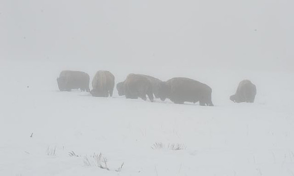 Bison in Freezing Fog Jackson hole