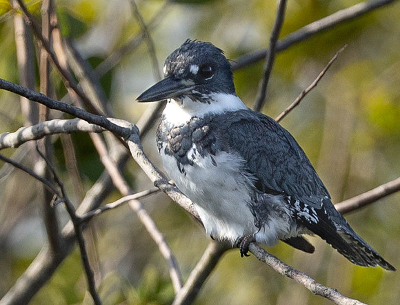 Belted Kingfisher