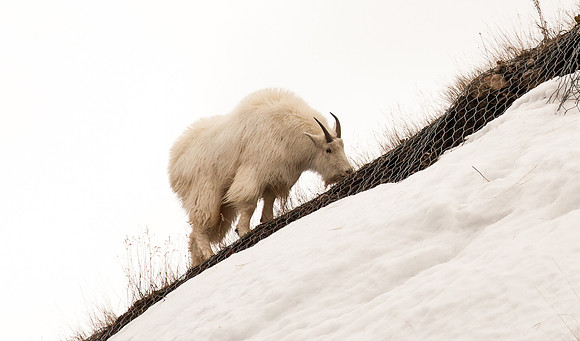Mountain Goat Alpine,Wyoming