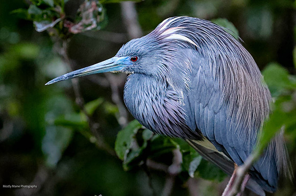 Tricolor Heron