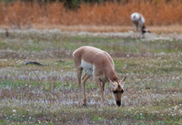 Antelope Grand Teton N.P.