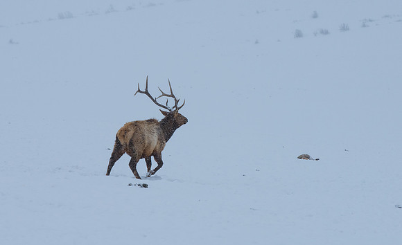 Elk Jackson Hole winter