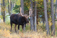 Jackson Hole Moose
