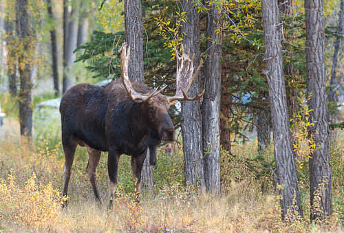 Jackson Hole Moose