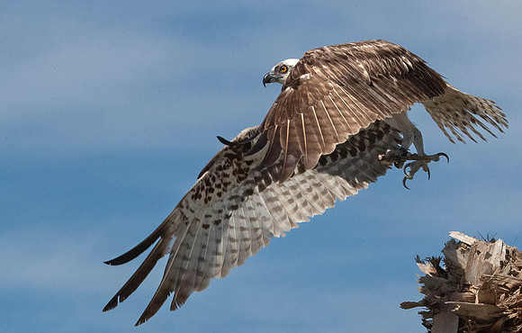 Osprey