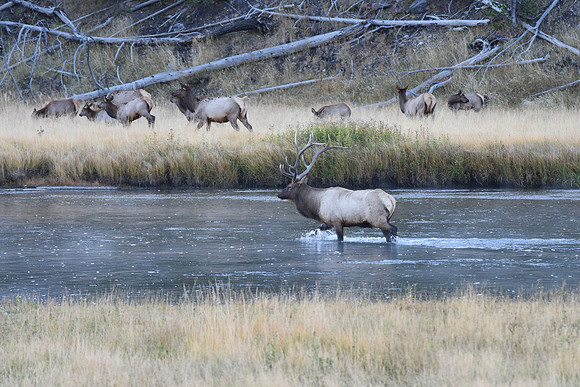 Elk Madison River Yellowstone N.P.