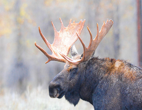 Moose Grand Teton N.P.