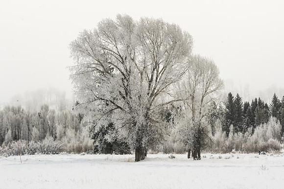 Hoar Frost Jackson Hole
