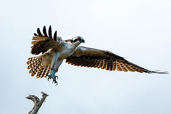 Osprey