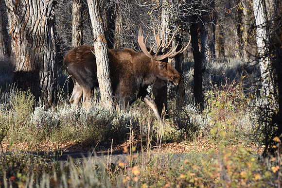 Large Bull Moose Jackson Hole