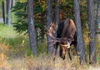 Jackson Hole Moose