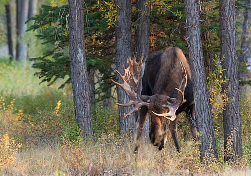 Jackson Hole Moose