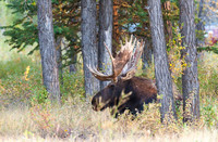Jackson Hole Moose