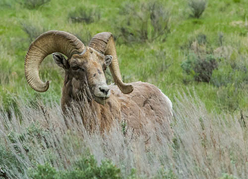 Bighorn Sheep Grand Tetons