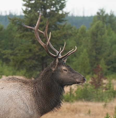 Elk Yellowstone N.P.