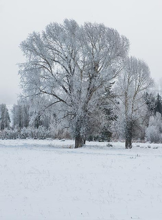 Hoar Frost. Jackson Hole