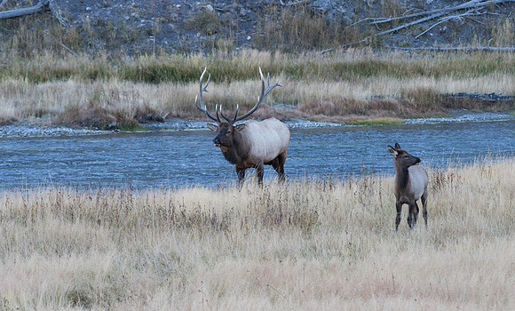 Elk Madison River Yellowstone N.P.