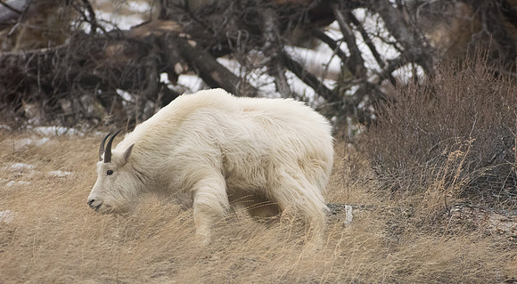 Mountain Goat Alpine, Wyoming