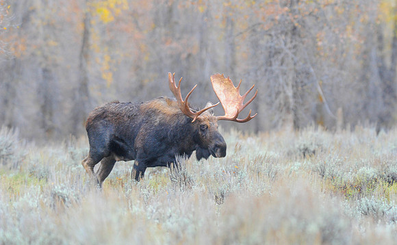 Moose Grand Teton N.P.