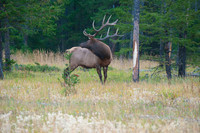 Elk Removing Velvet Jasper N.P.