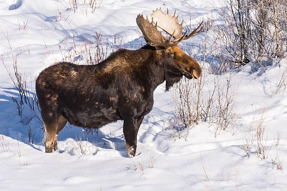 Moose Jackson Hole