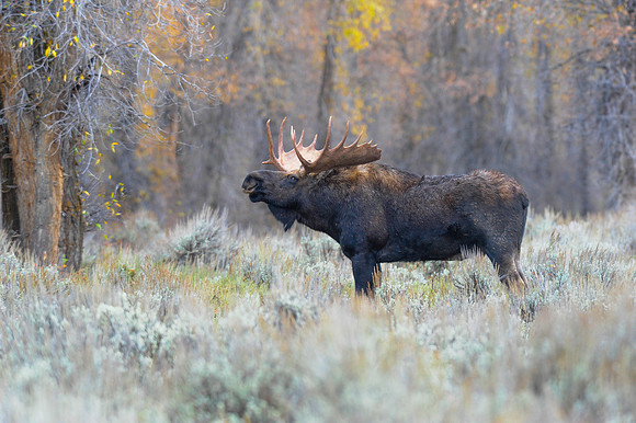 Moose Grand Teton N.P.