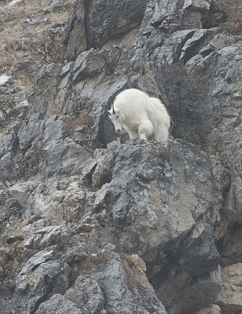 Mountain Goat Alpine,Wyoming