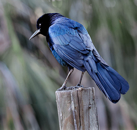 Boat Tail Grackle