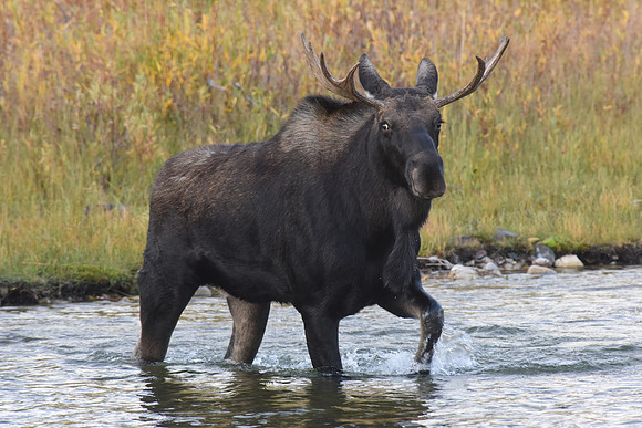 Young Bull Moose Jackson Hole