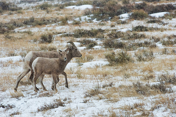 Bighorn Ewe & Lamb Grand Teton N.P.