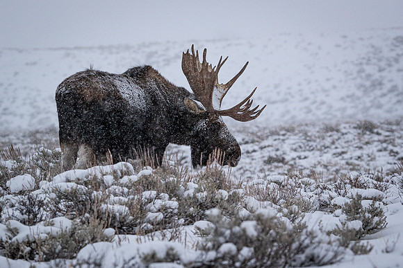 "Shoshone" Grazing in the Sage during Snowstorm