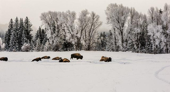 Bison Jackson Hole