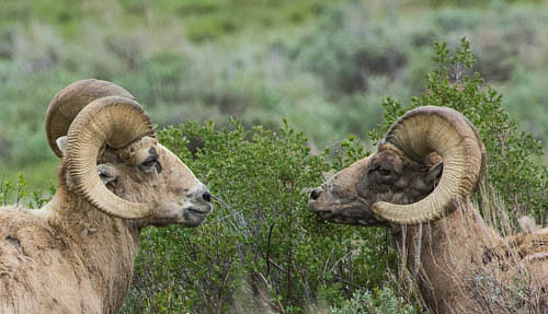 Bighorn Sheep Grand Tetons
