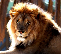 "King"