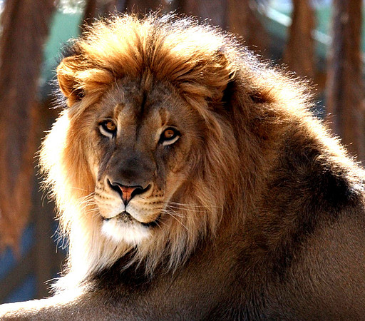 "King"