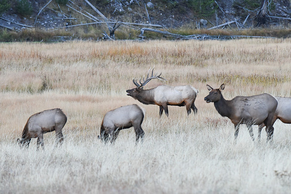 Elk Herd Madison River Valley
