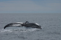 Humpback Off Eastport, Maine