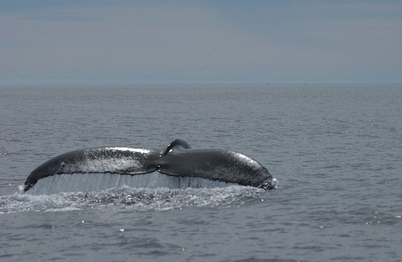 Humpback Off Eastport, Maine